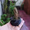vase-poly-mini-4